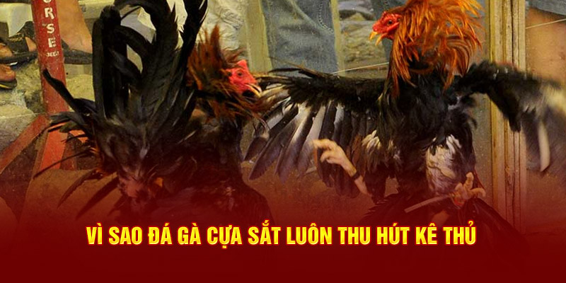 Vì sao đá gà cựa sắt luôn thu hút kê thủ
